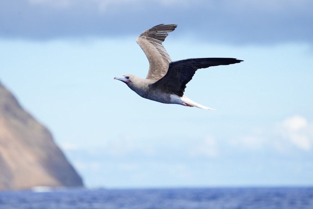 terej červenonohý - ML646063121