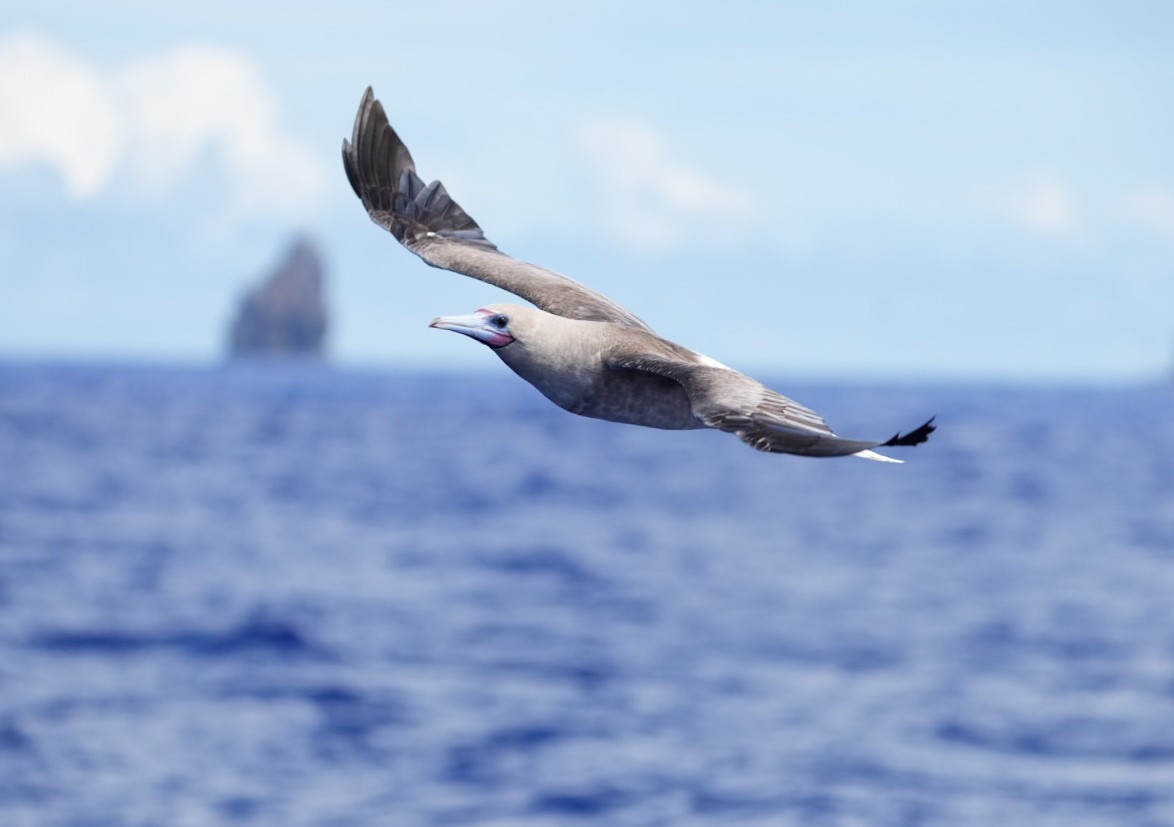 terej červenonohý - ML646063123