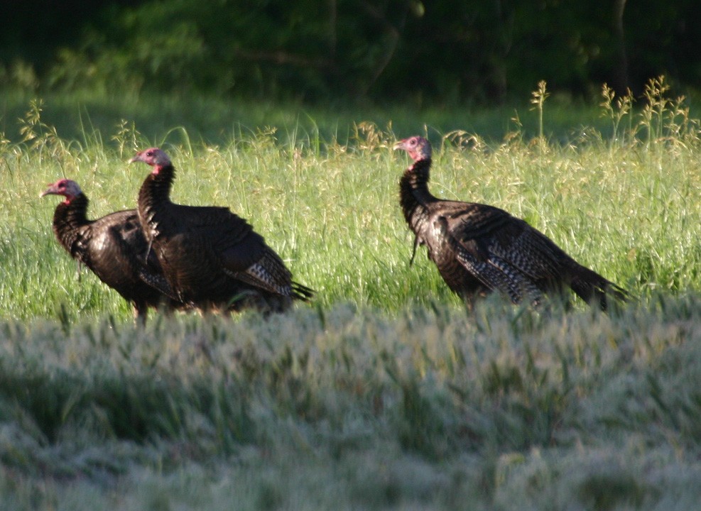 火雞 - ML646063126