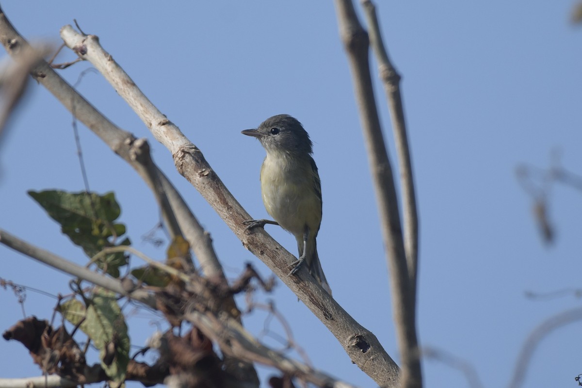 Bell's Vireo - ML646063129