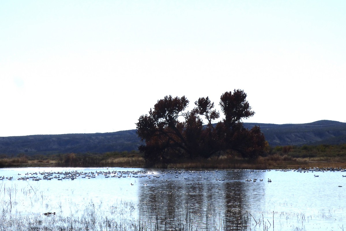 Ánsar Nival - ML646063132