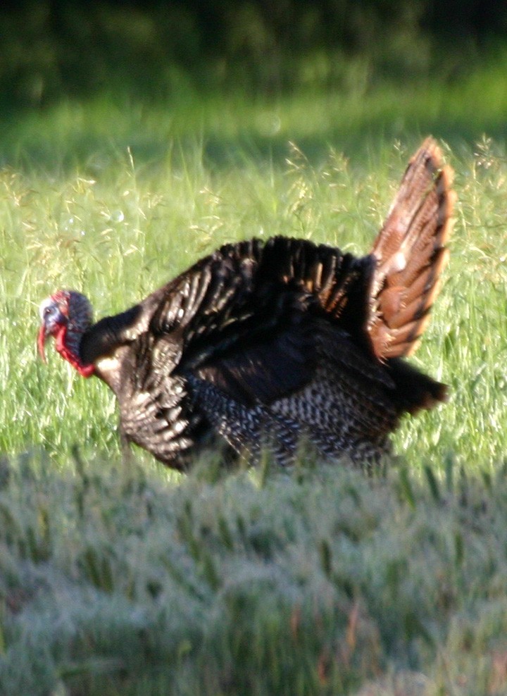 火雞 - ML646063138