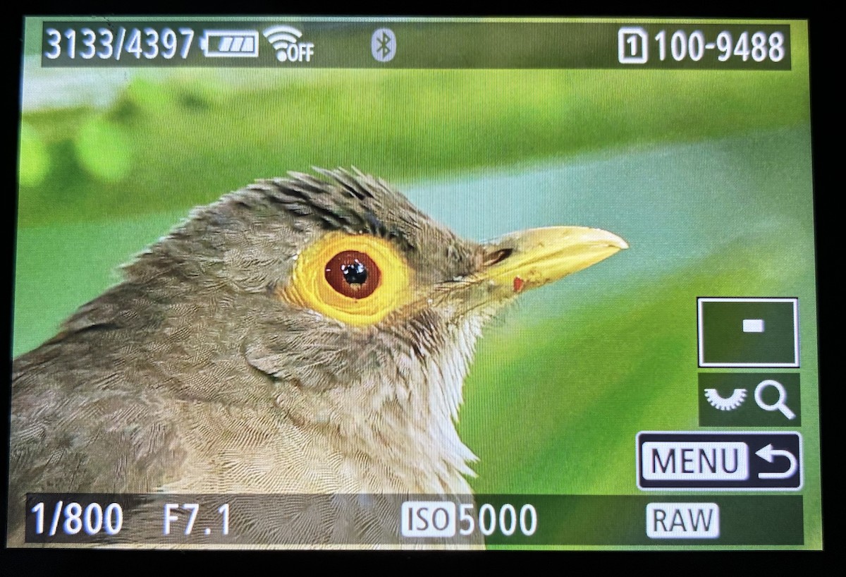 Желтоглазый дрозд - ML646063143