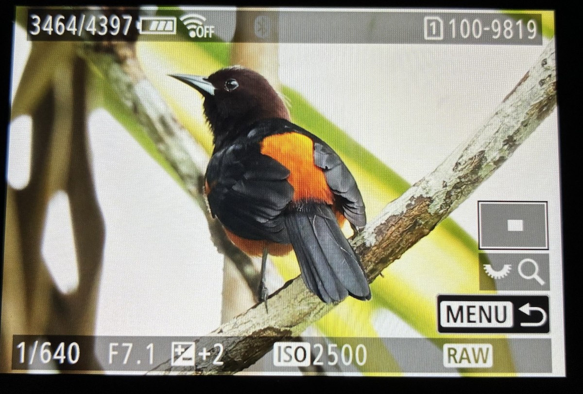 Martinique Oriole - ML646063144