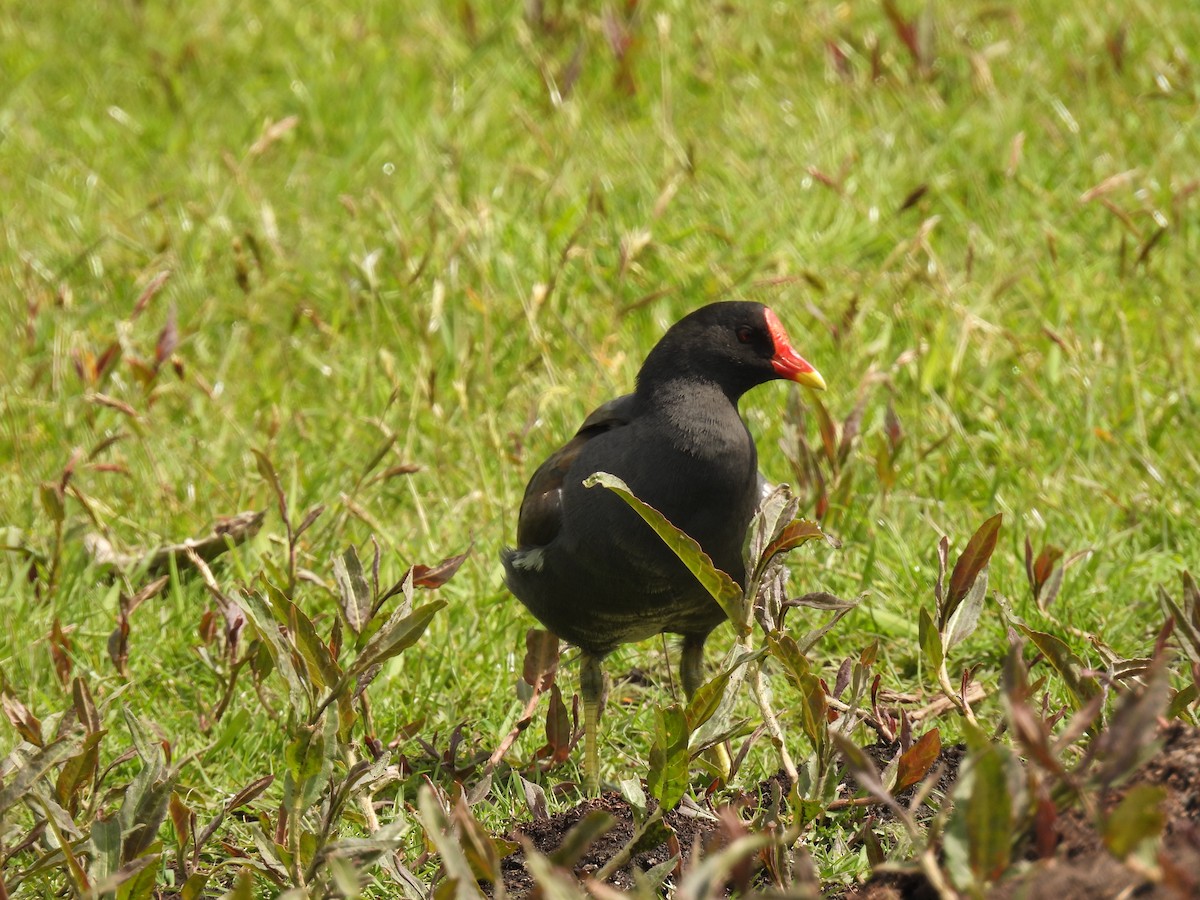 Eurasian Moorhen - ML646063146