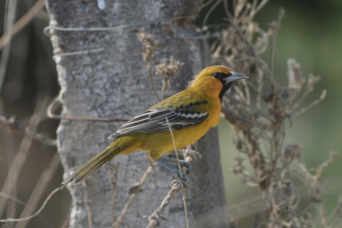 Streak-backed Oriole - ML646063147