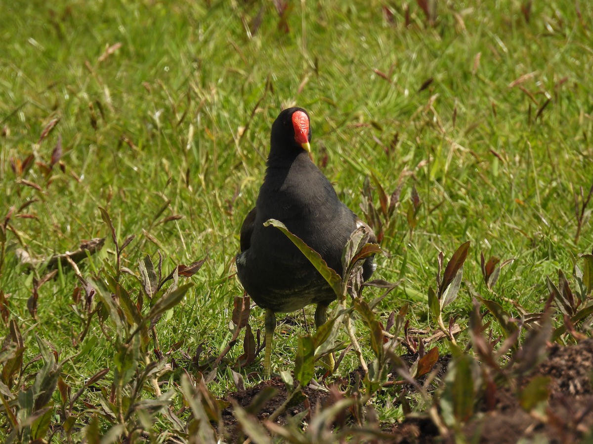 Eurasian Moorhen - ML646063148