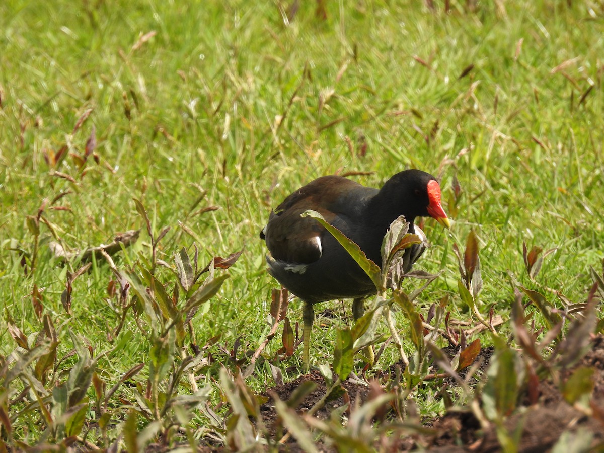 Eurasian Moorhen - ML646063149