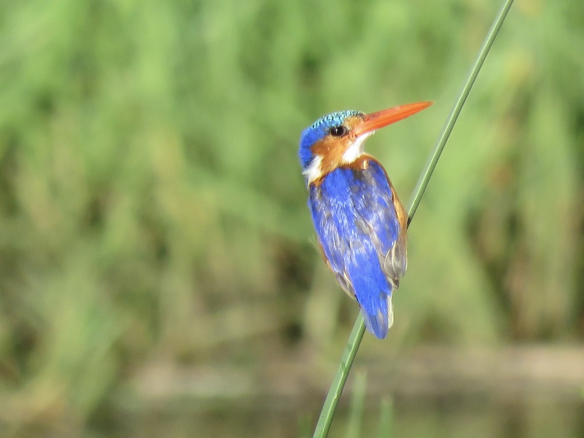 Malachite Kingfisher - ML646063158