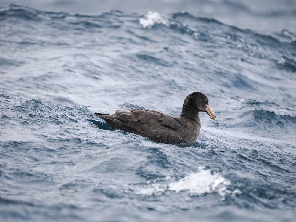 Southern Giant-Petrel - ML646063161