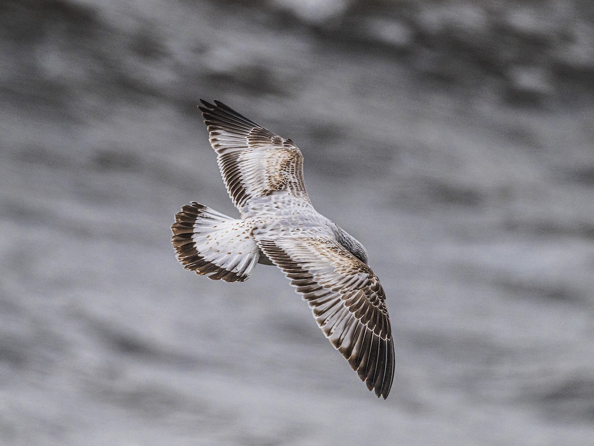 Ring-billed Gull - ML646063163