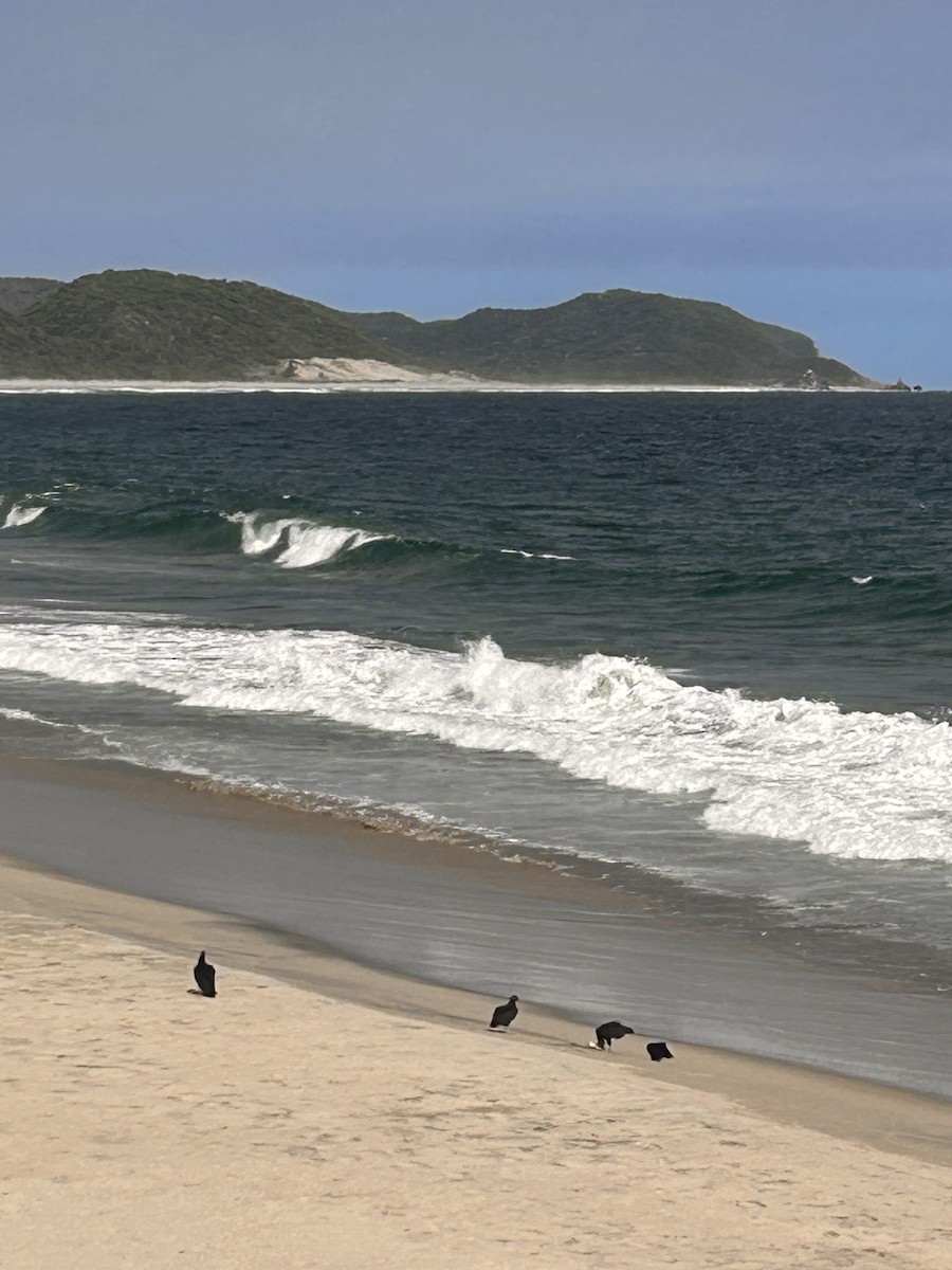 Black Vulture - ML646063164