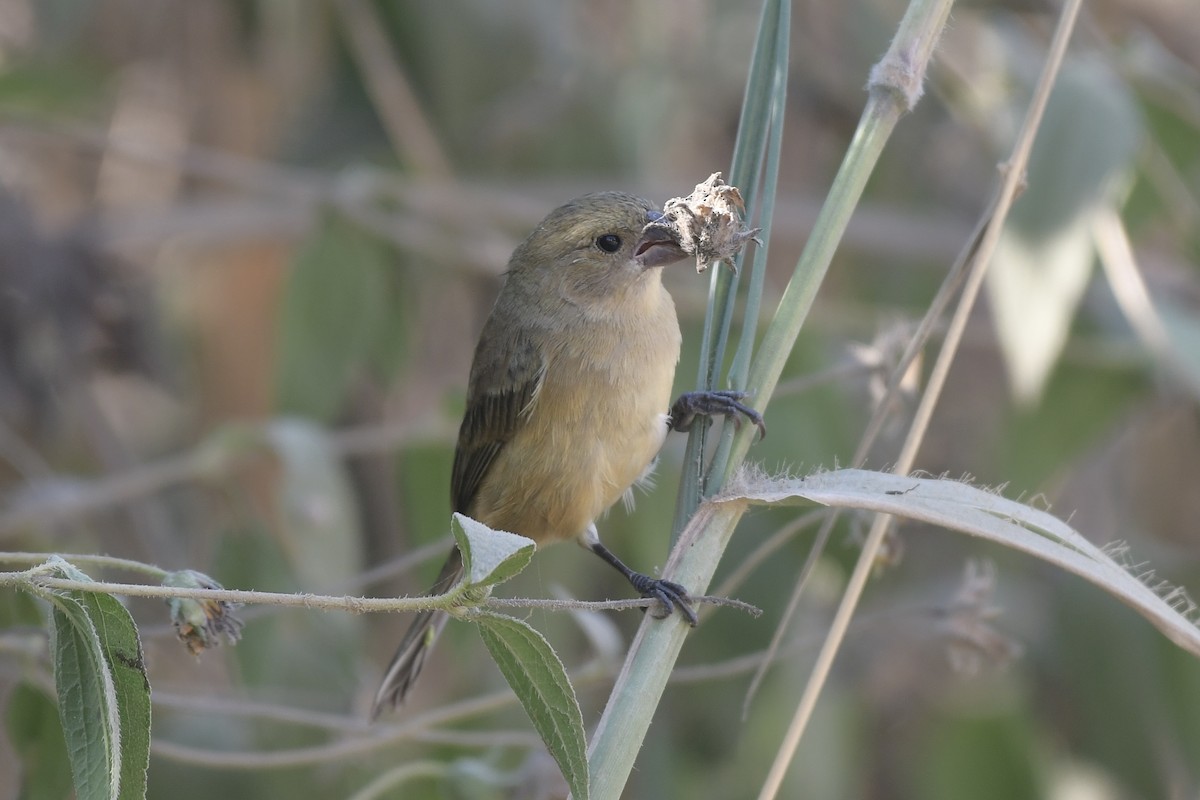 Cinnamon-rumped Seedeater - ML646063165
