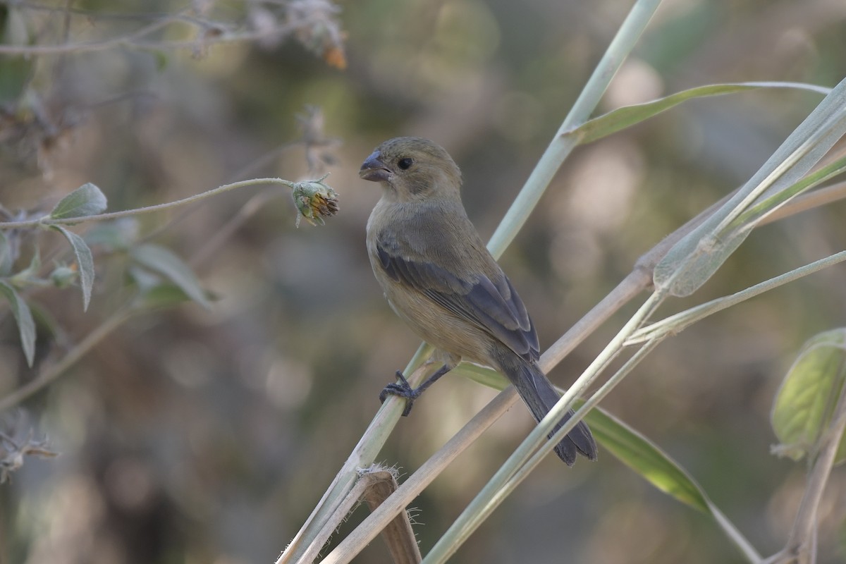 Cinnamon-rumped Seedeater - ML646063166