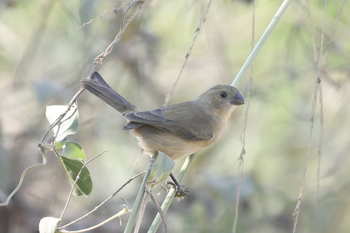 Cinnamon-rumped Seedeater - ML646063167
