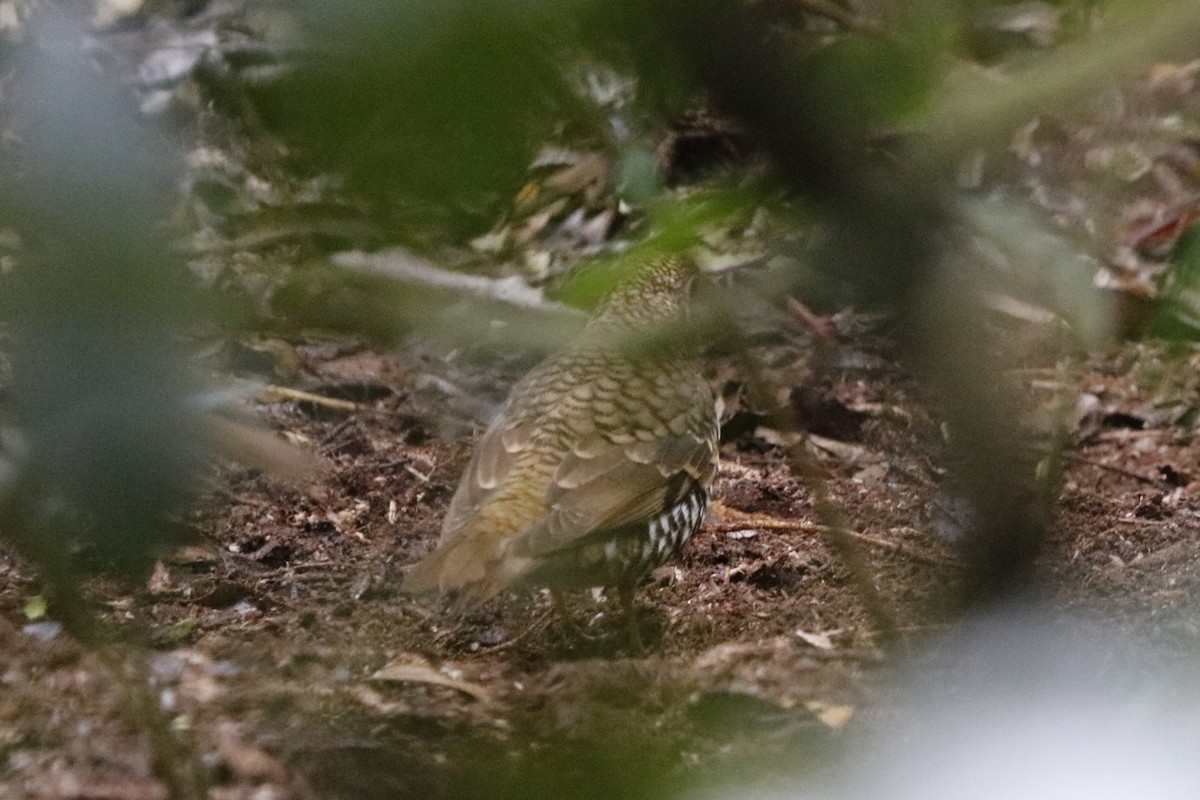 Bassian Thrush - ML646063168