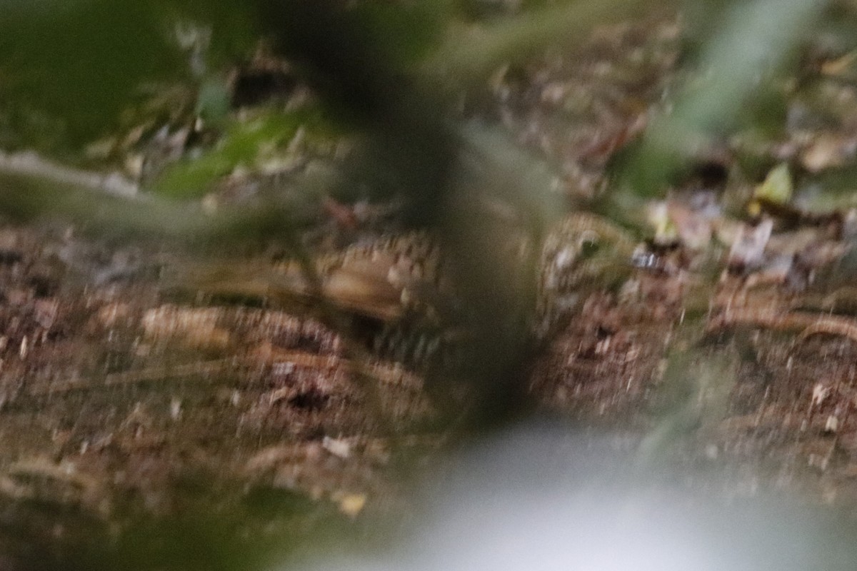 Bassian Thrush - ML646063169