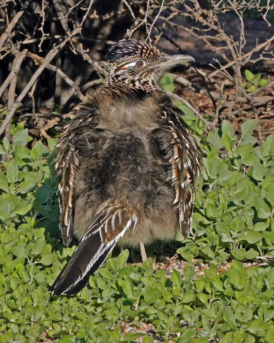 Greater Roadrunner - ML646063170