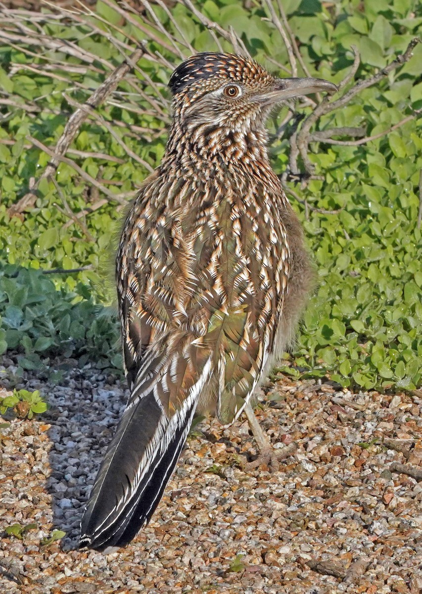 Greater Roadrunner - ML646063171