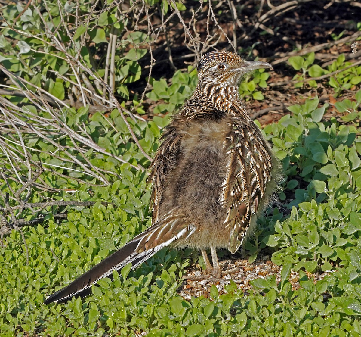Greater Roadrunner - ML646063173