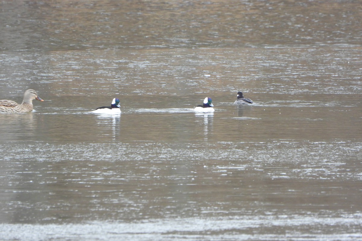 Bufflehead - ML646063174