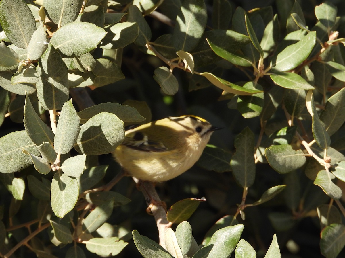 戴菊鳥 - ML646063175