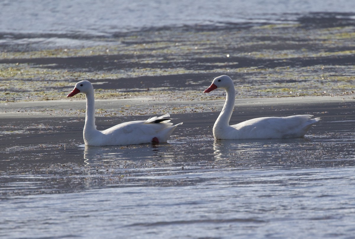Coscoroba Swan - ML646063176