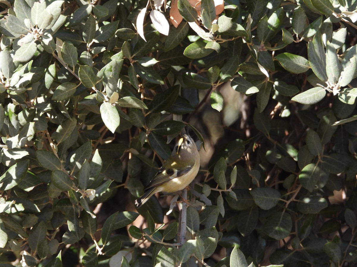 戴菊鳥 - ML646063177