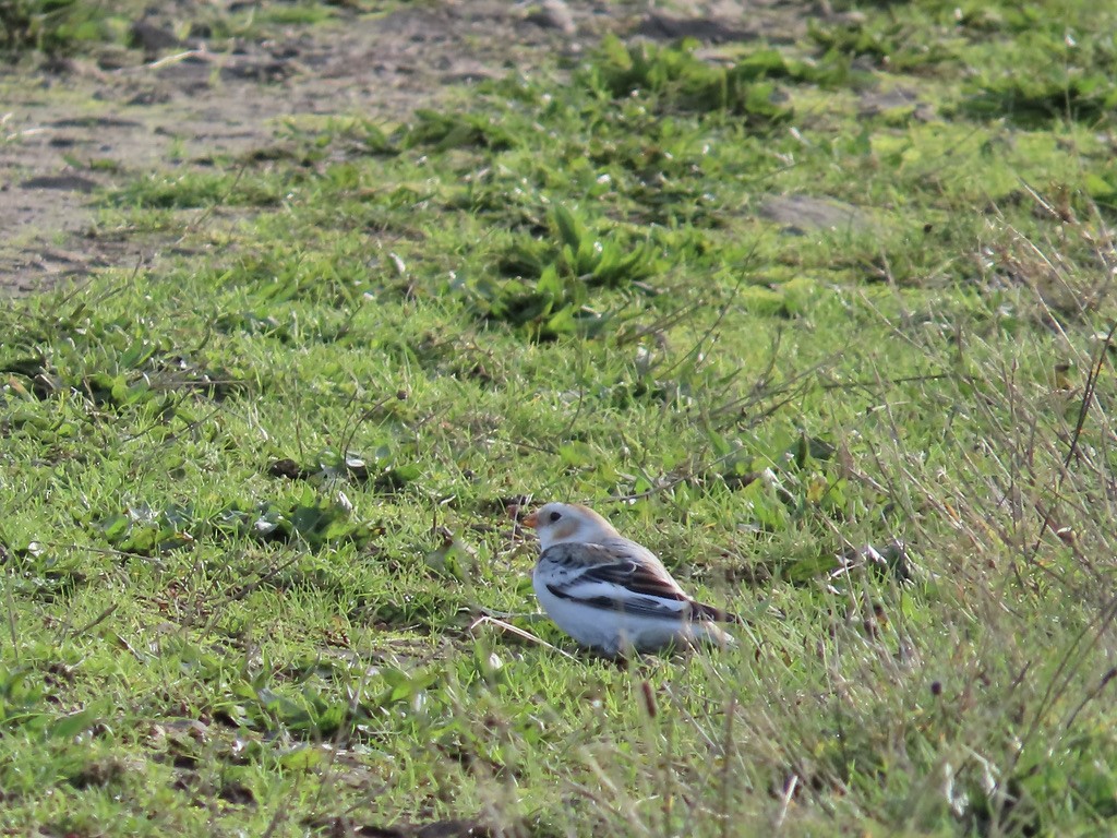 Цасч хөмрөг - ML646063178