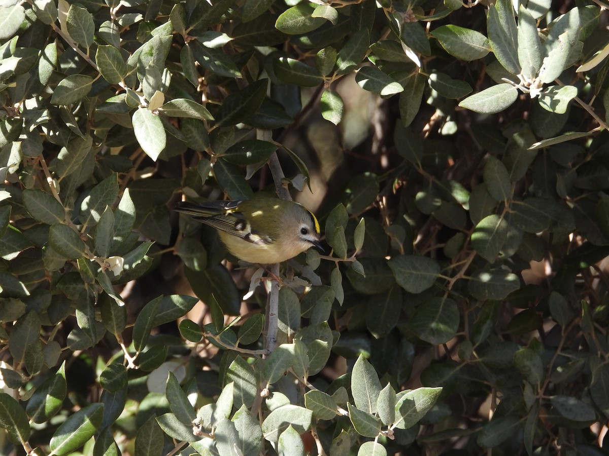 戴菊鳥 - ML646063179