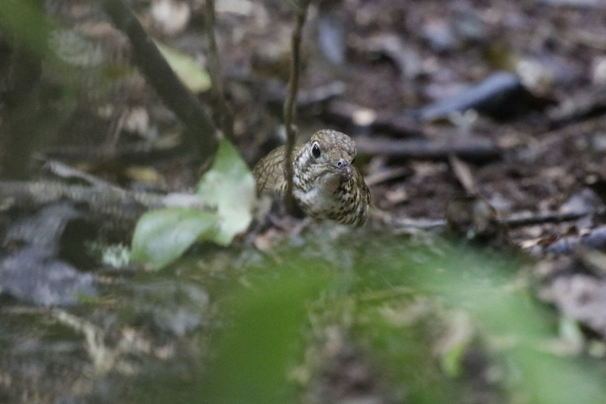 Bassian Thrush - ML646063181
