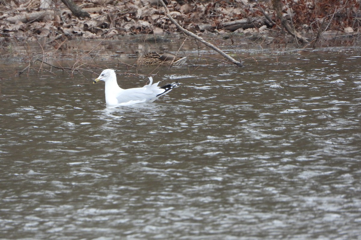 Ring-billed Gull - ML646063182