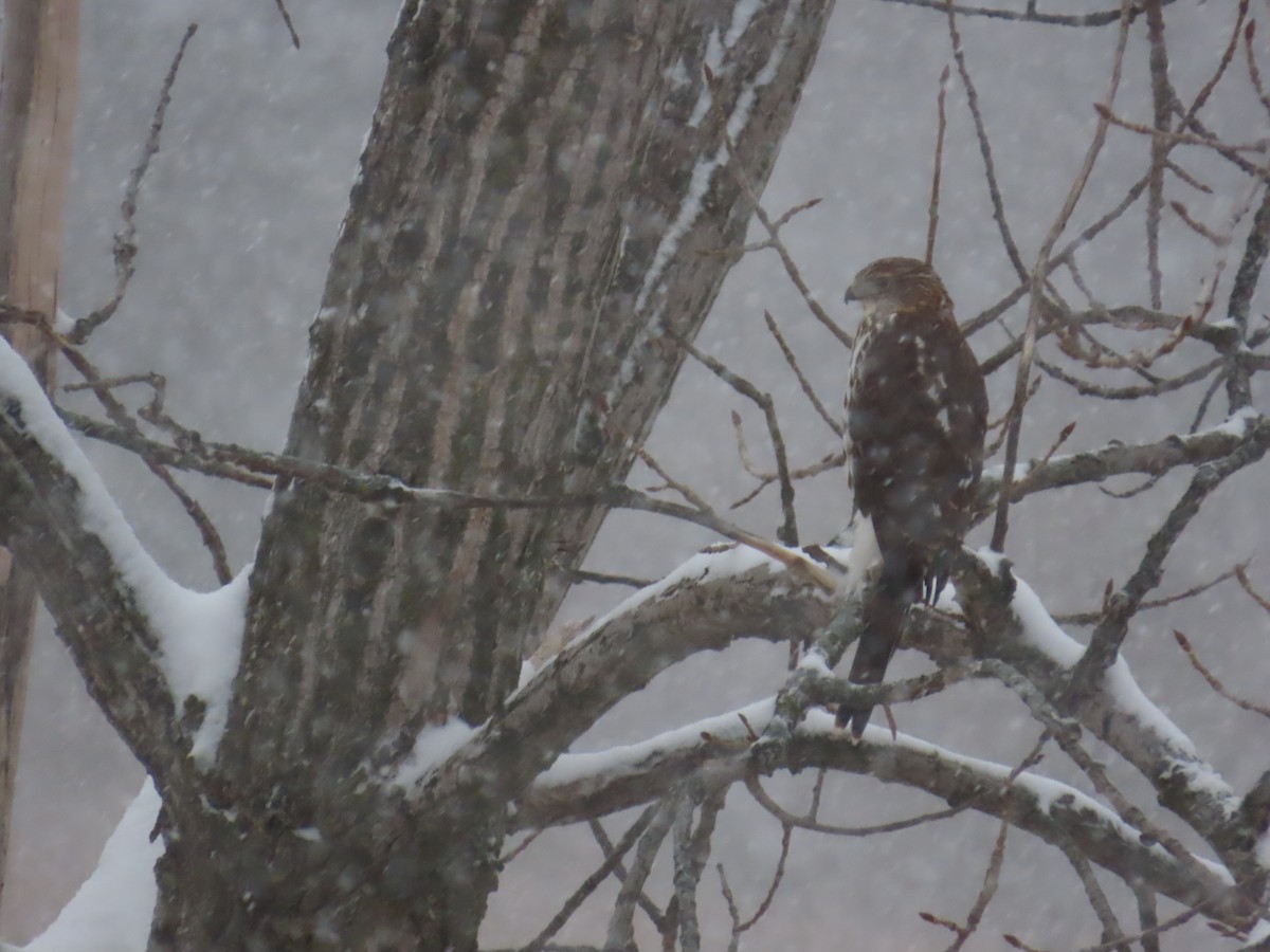 Cooper's Hawk - ML646063184