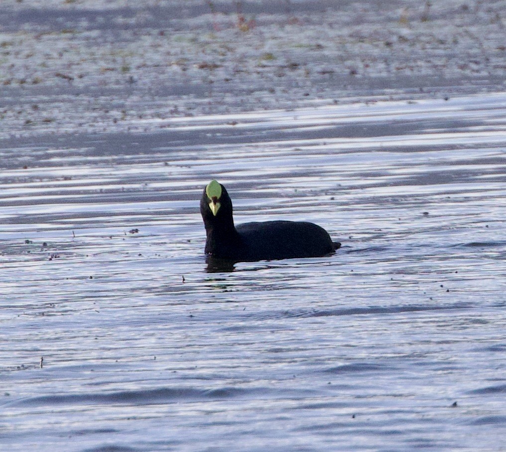 Red-gartered Coot - ML646063185