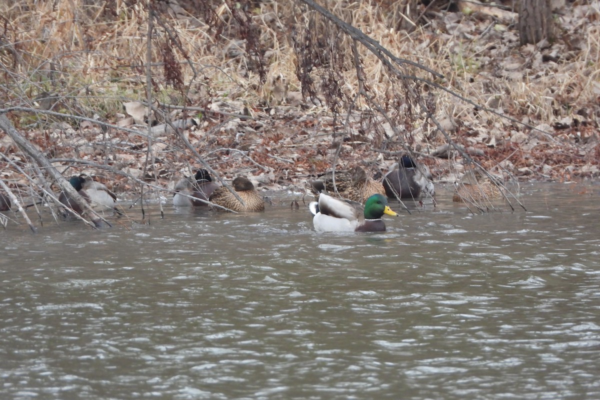 綠頭鴨 - ML646063186