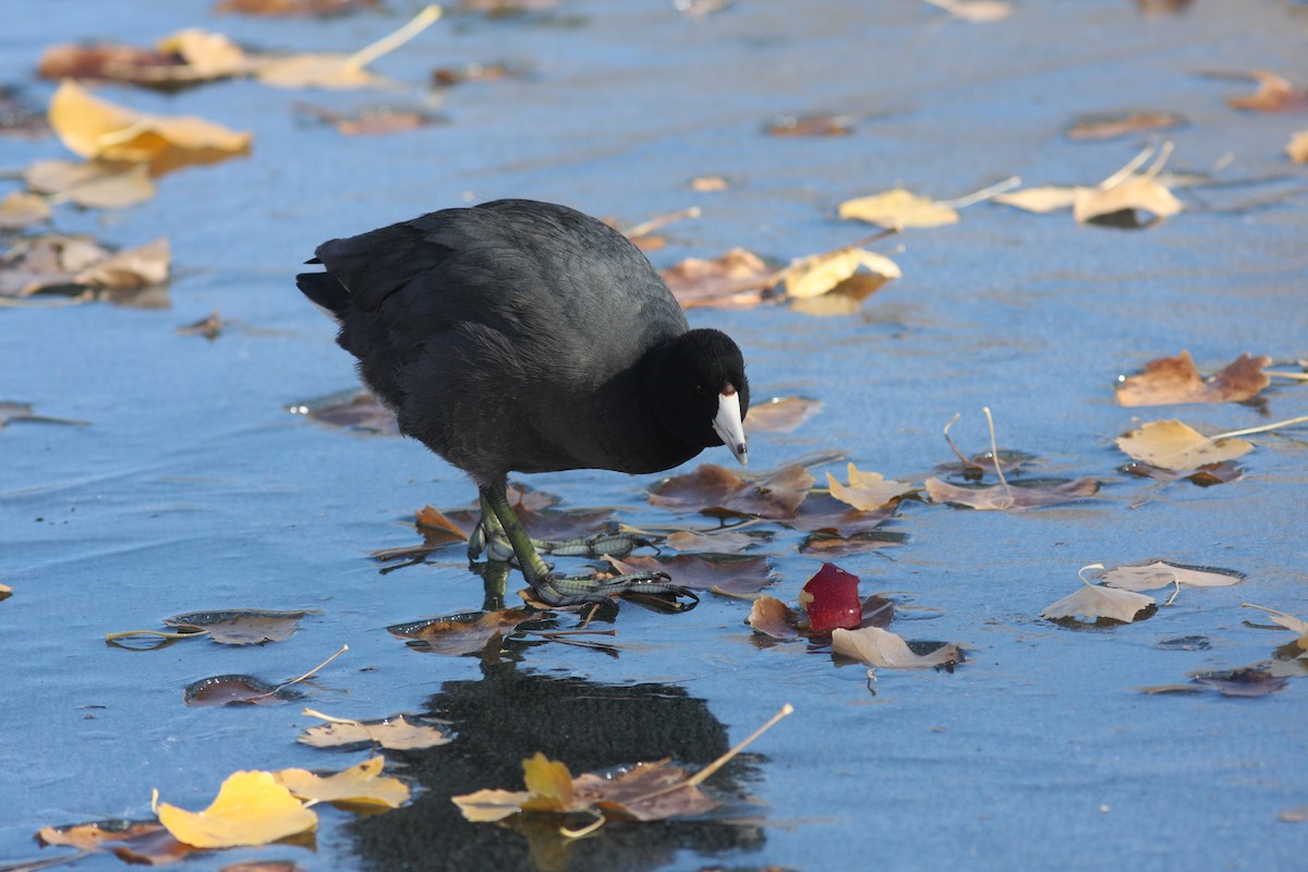 American Coot (Red-shielded) - ML646063187