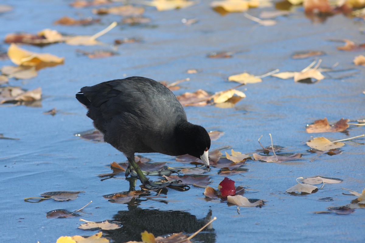 American Coot (Red-shielded) - ML646063188