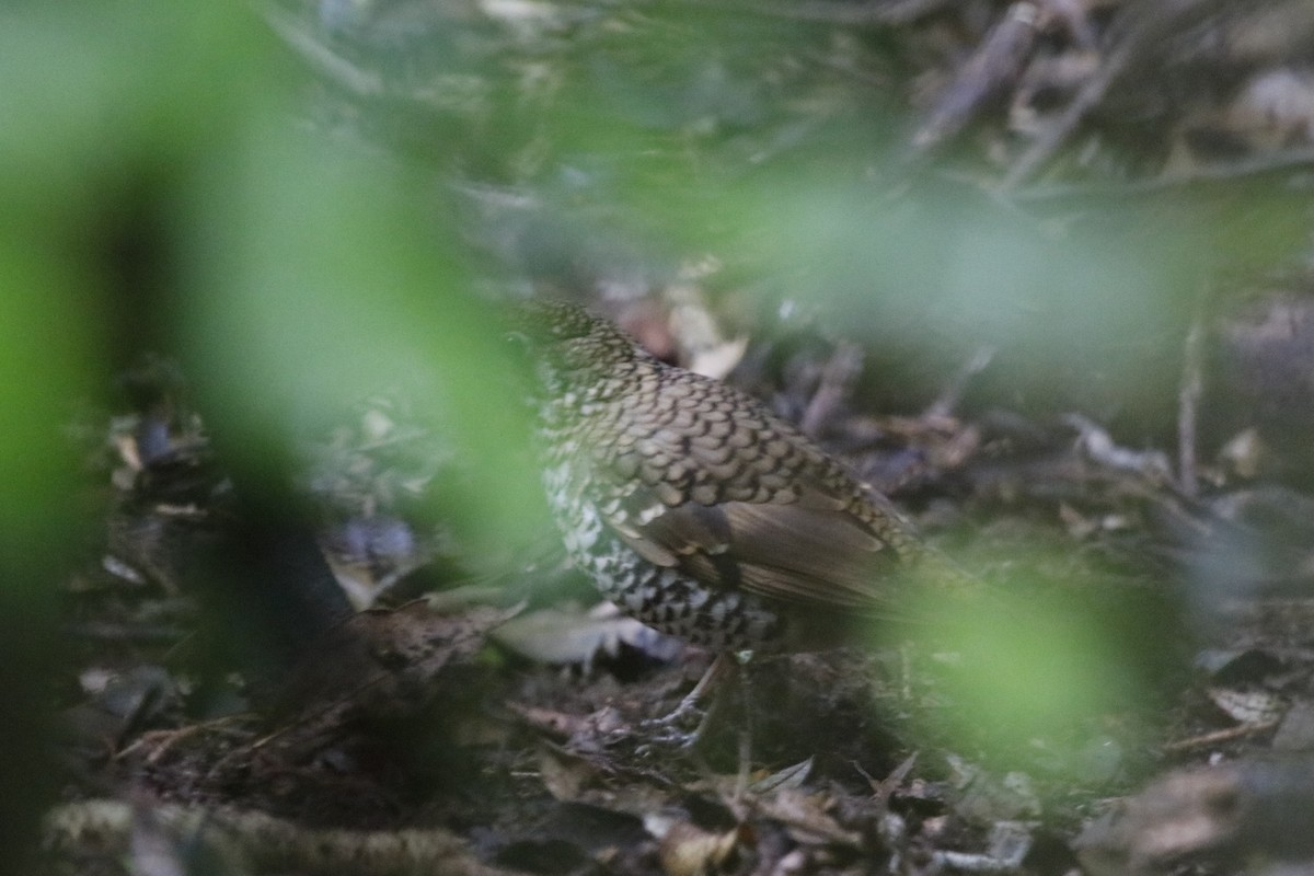 Bassian Thrush - ML646063189