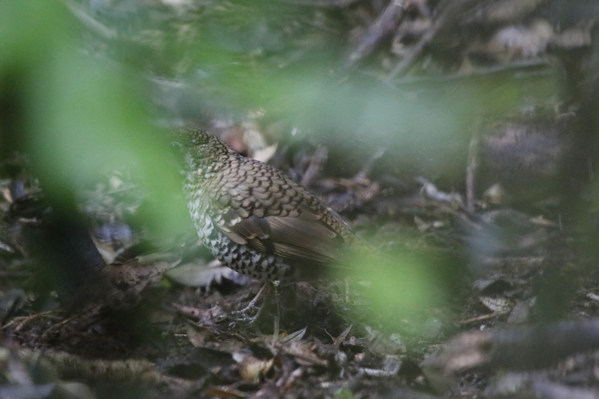 Bassian Thrush - ML646063190