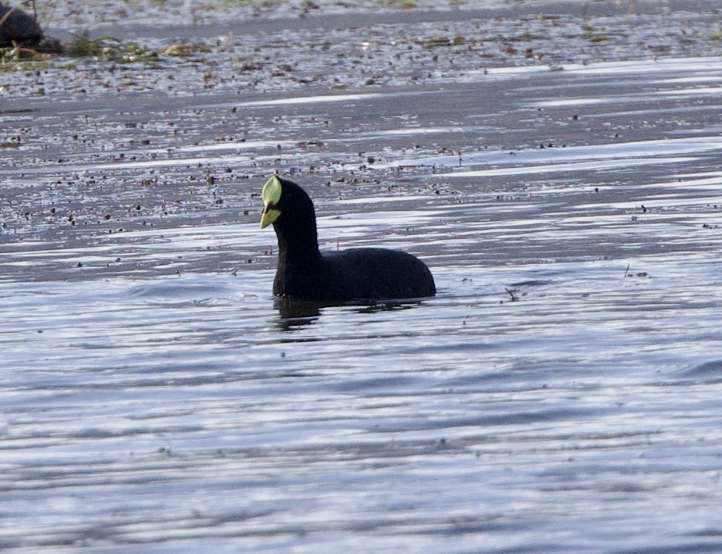 Red-gartered Coot - ML646063191