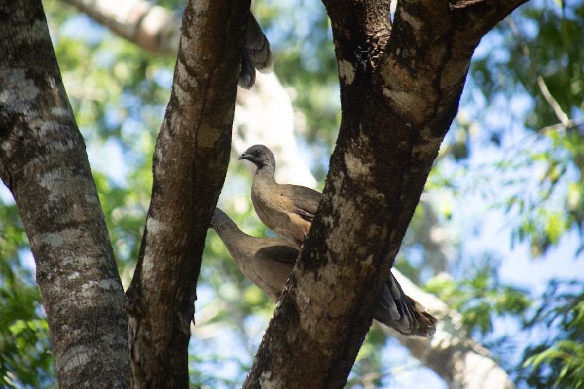Plain Chachalaca - ML646063192