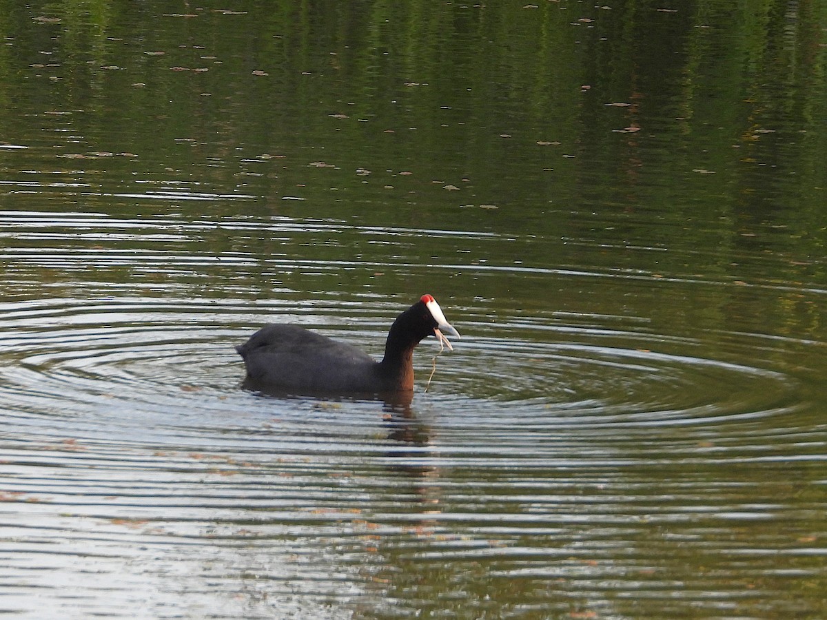 Red-knobbed Coot - ML646063193