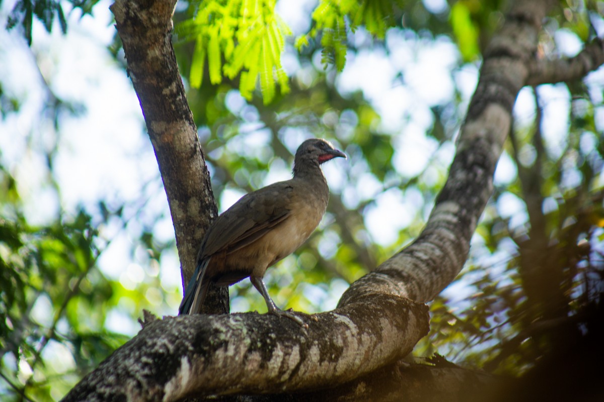 Plain Chachalaca - ML646063194