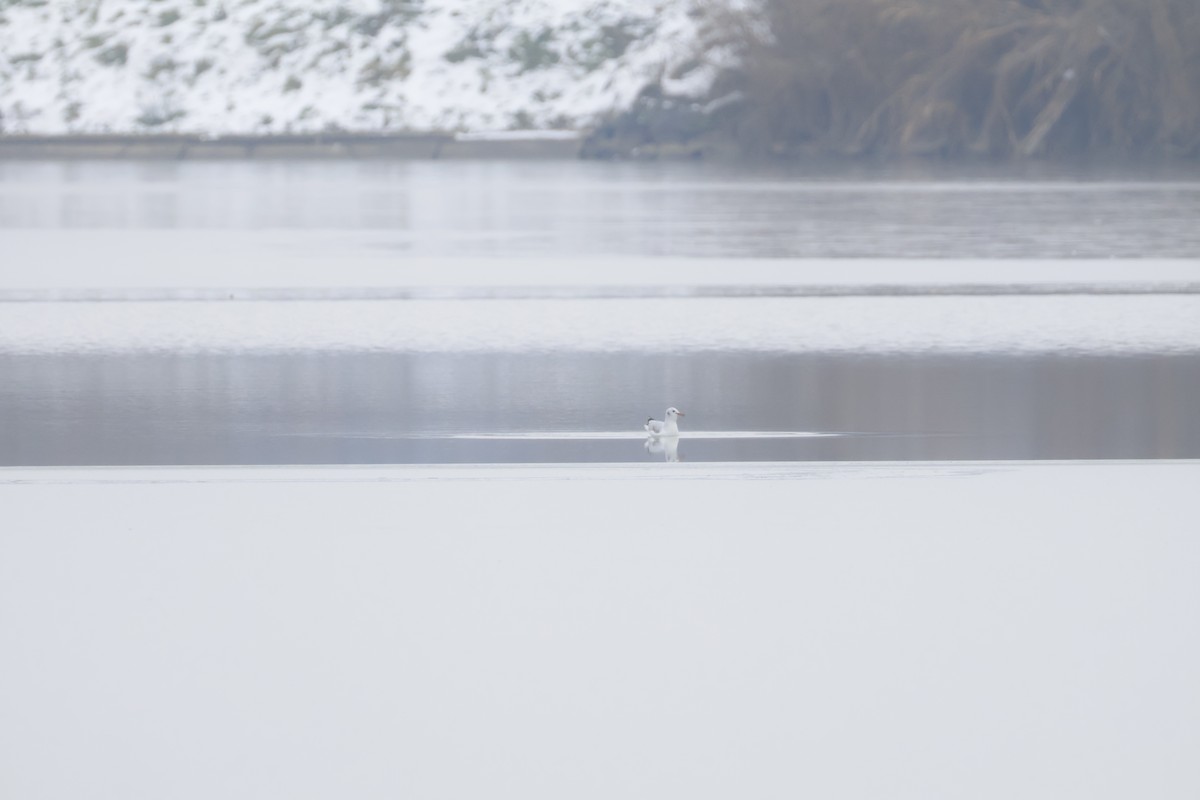 紅嘴鷗 - ML646063195