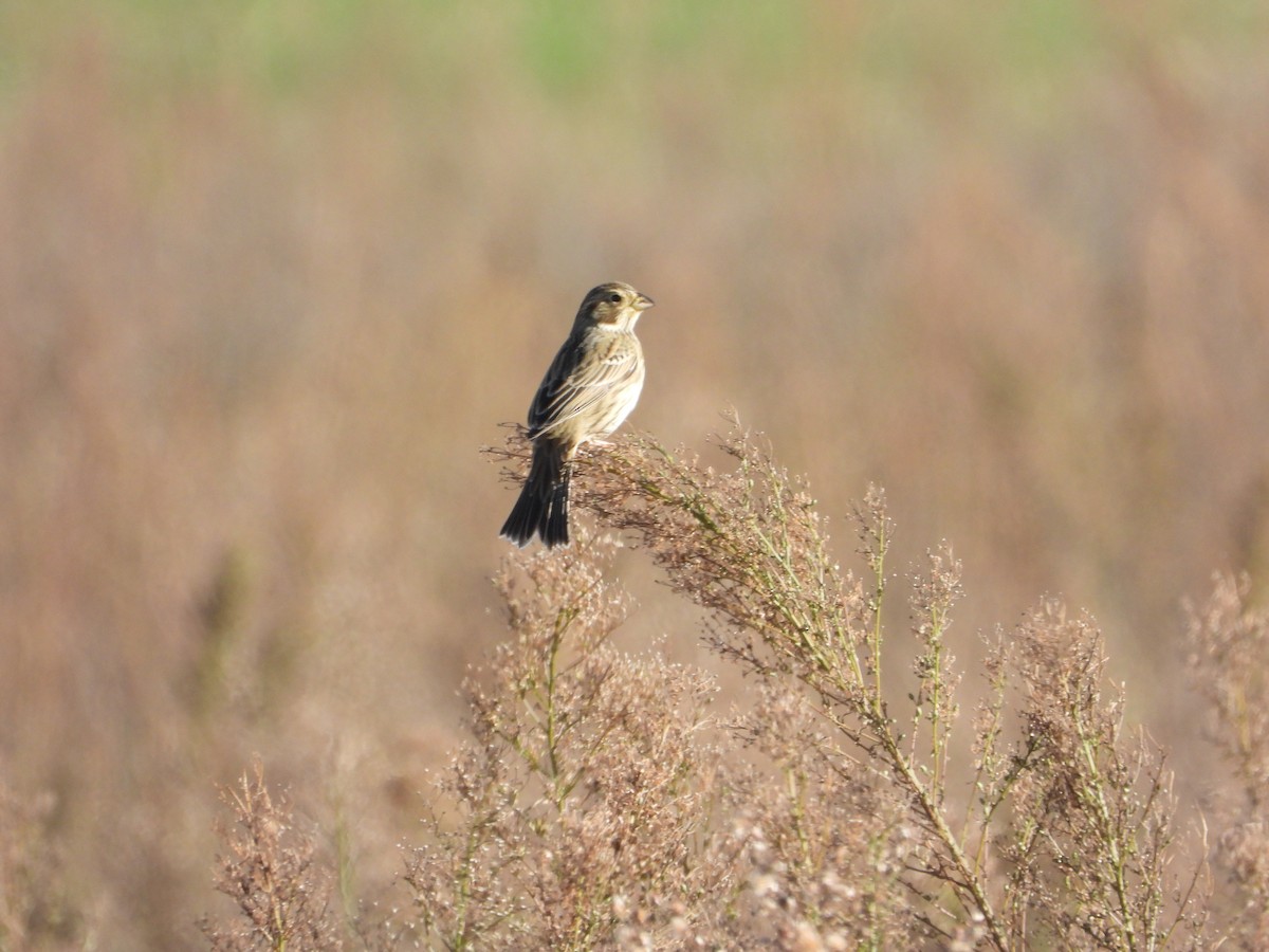 Corn Bunting - ML646063196
