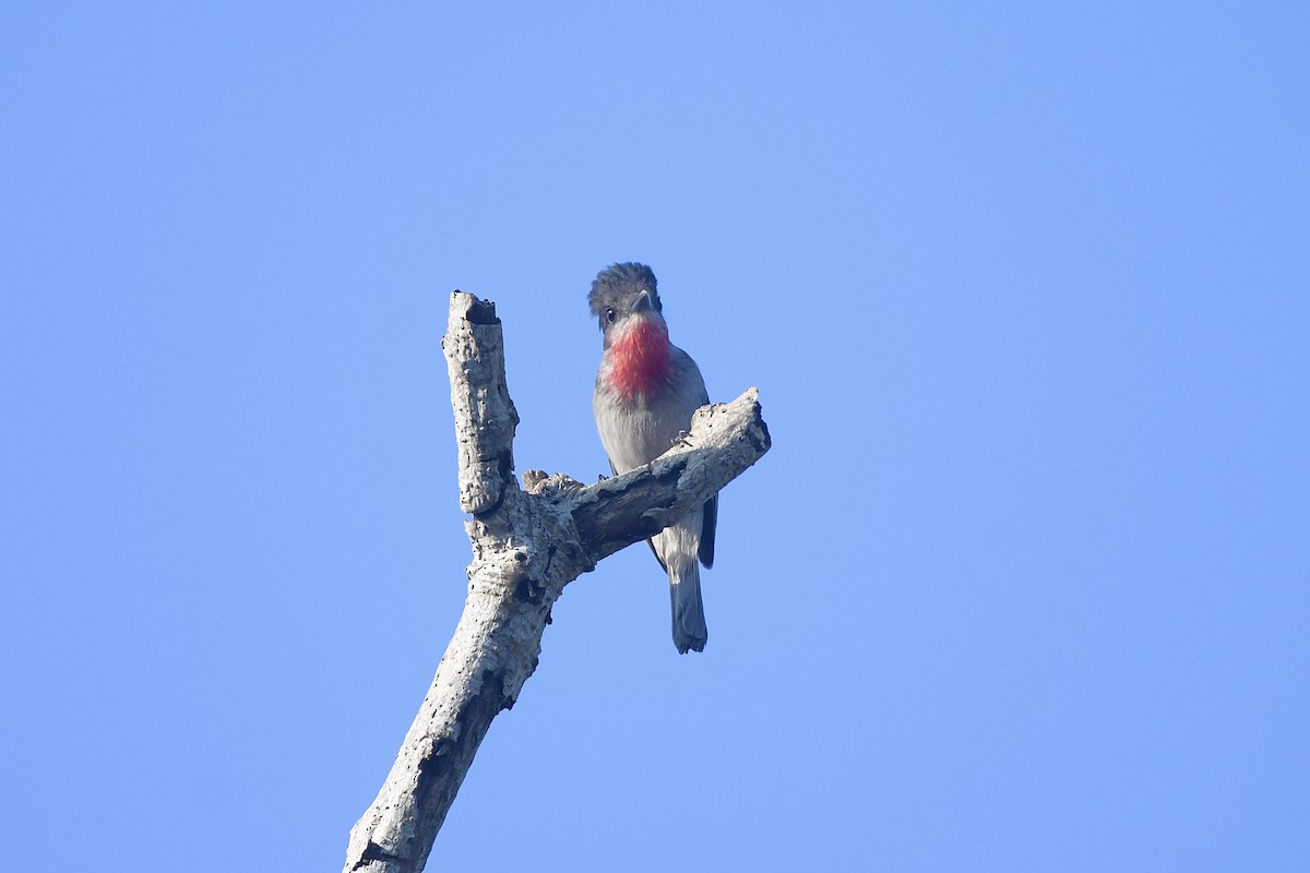 Rose-throated Becard - ML646063203