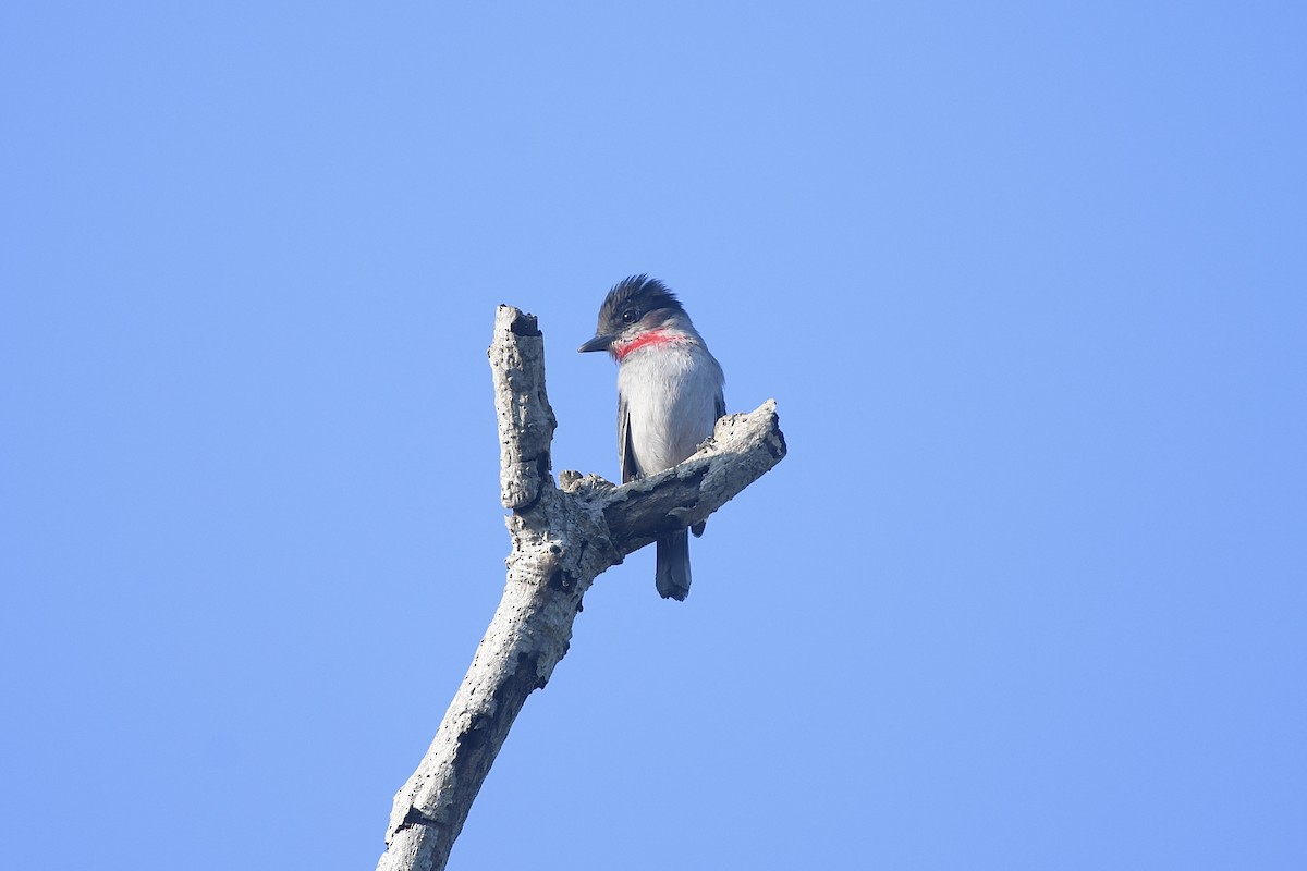 Rose-throated Becard - ML646063204