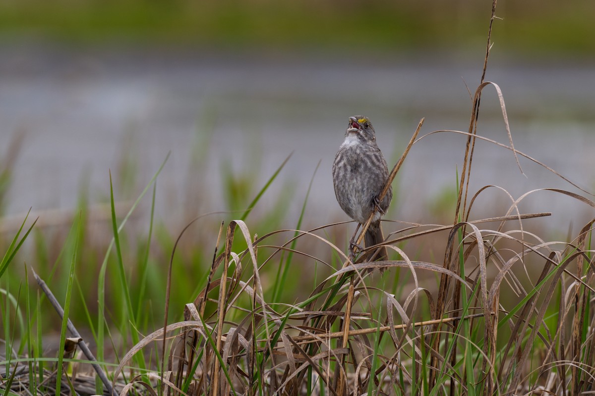 Seaside Sparrow - ML646063206