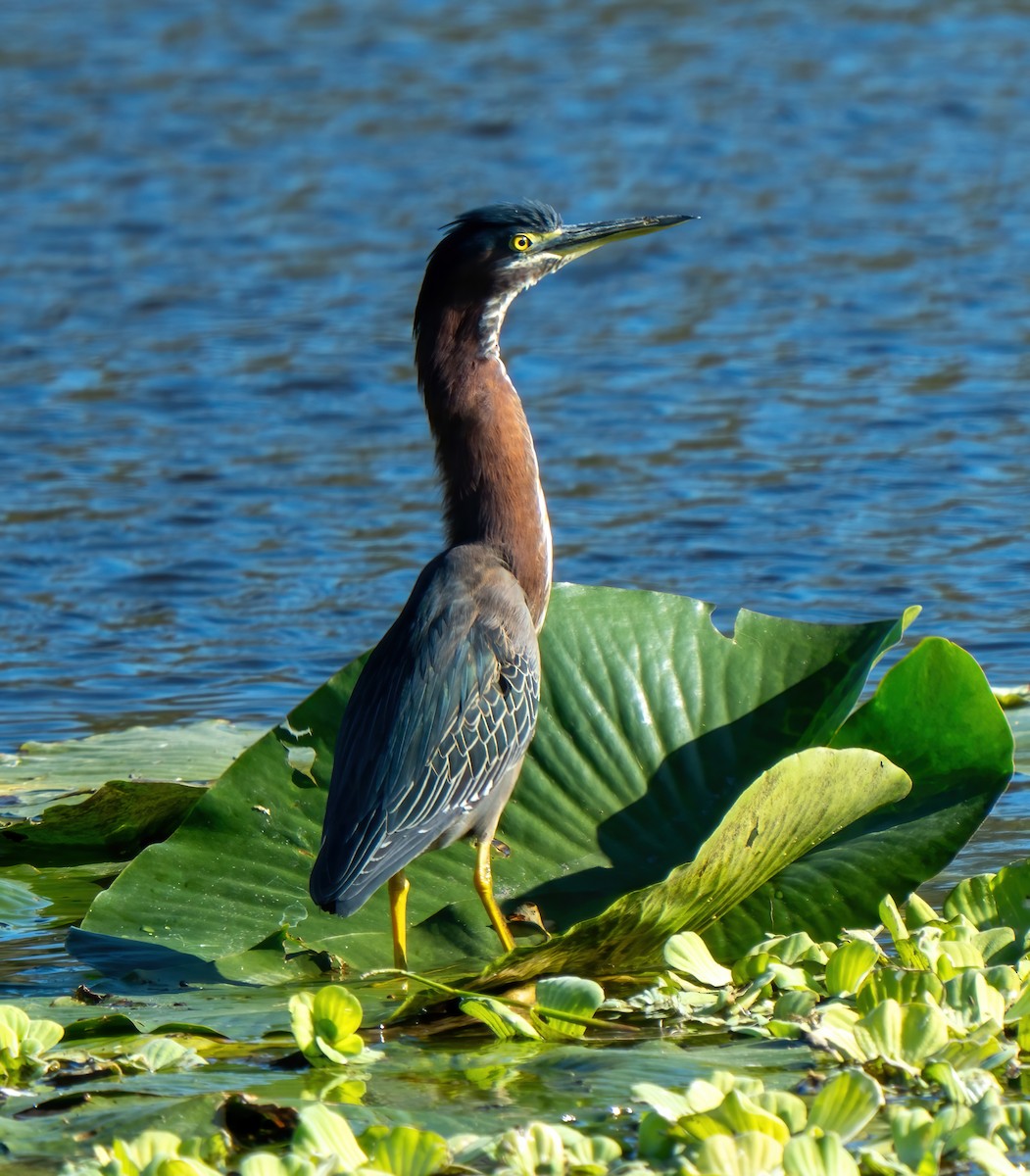 Green Heron - ML646063207