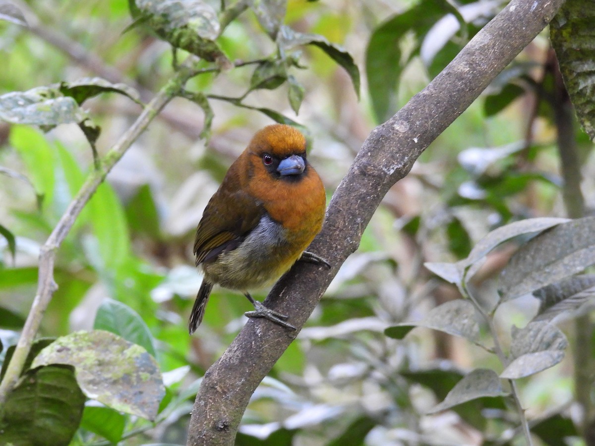 Prong-billed Barbet - ML646063220